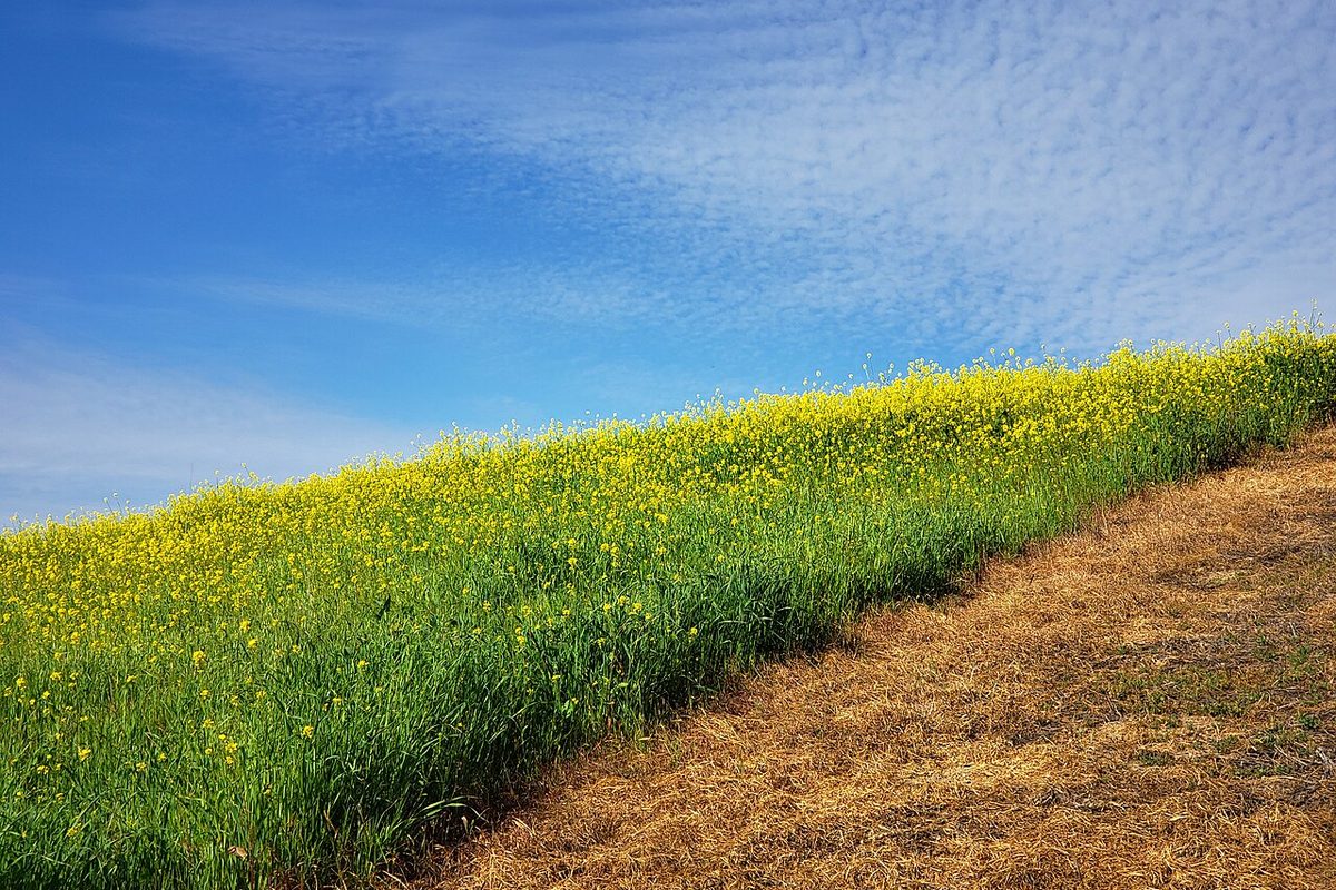 Wild mustard on a hillside beside the Madrugada Trail in Chino Hills, California